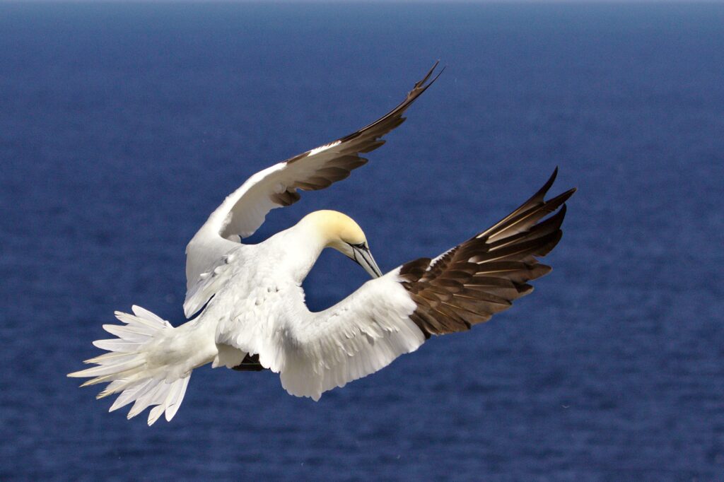 Gannet Wings