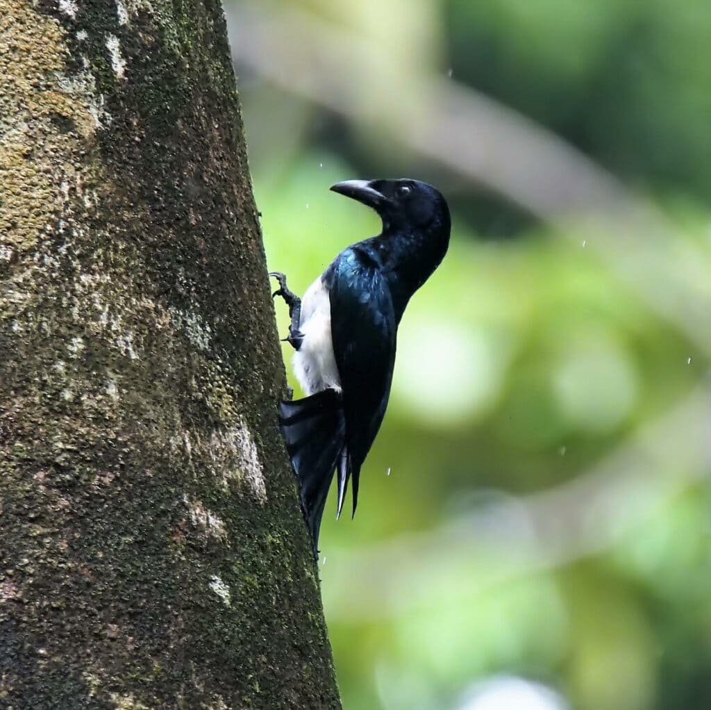 White-bellied drongo on tree