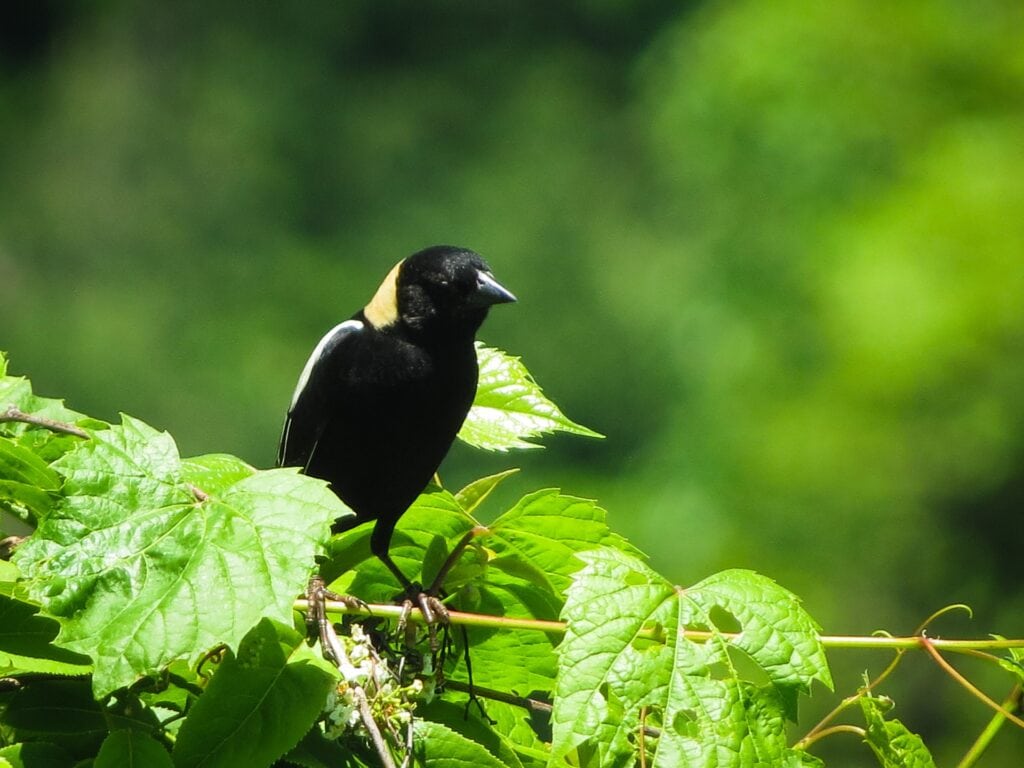 Perched Bobolink