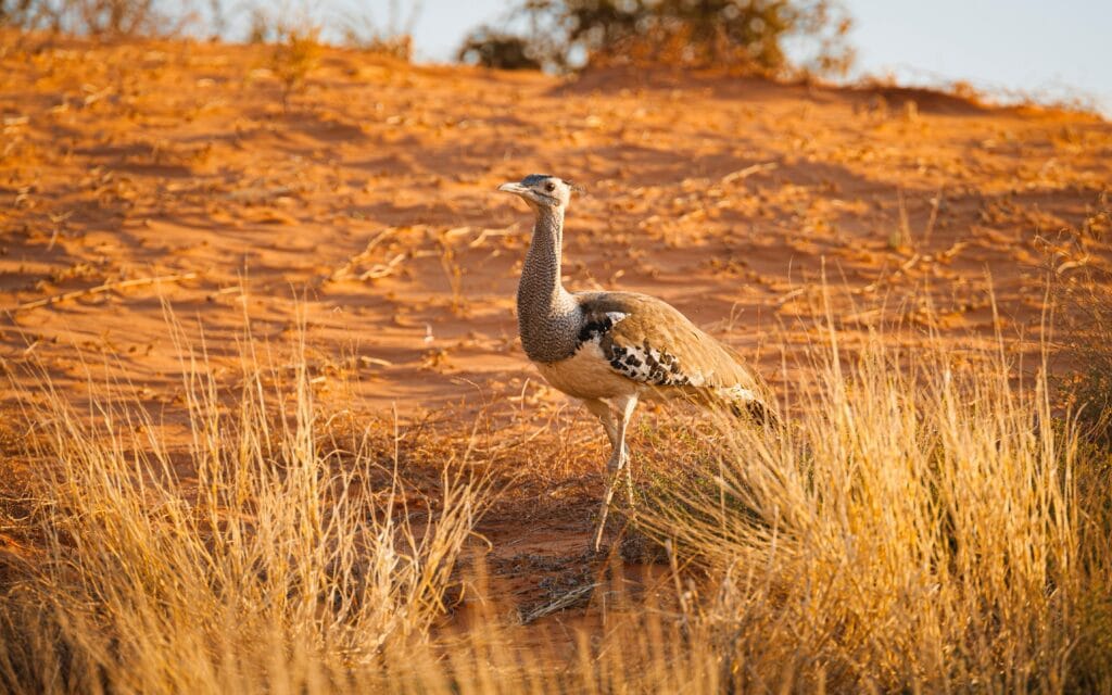 Great Bustard