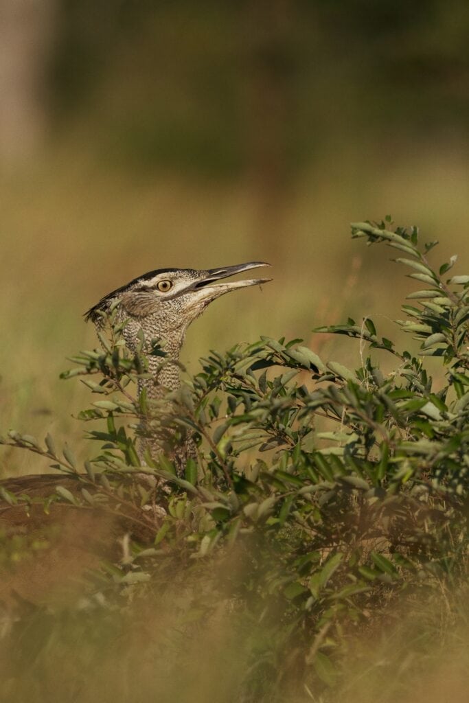 Kori Bustard