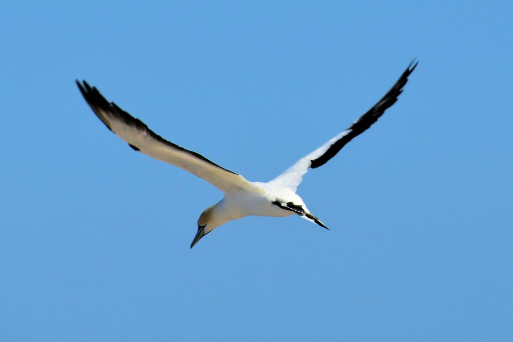 Gannet in Flight