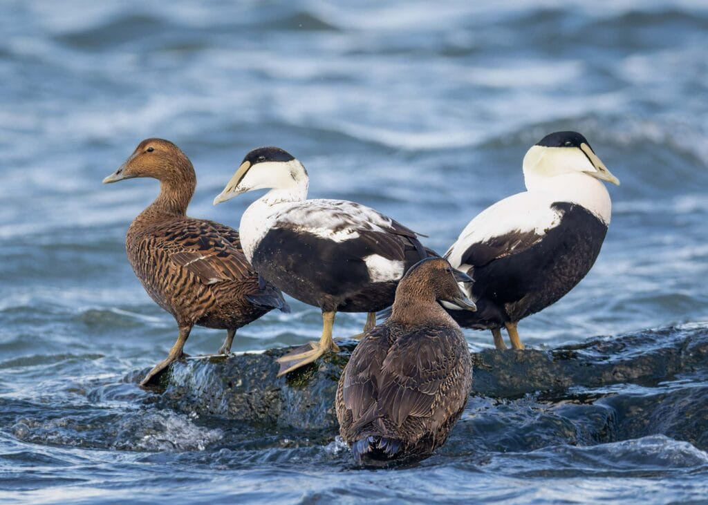 Two Eider Pairs