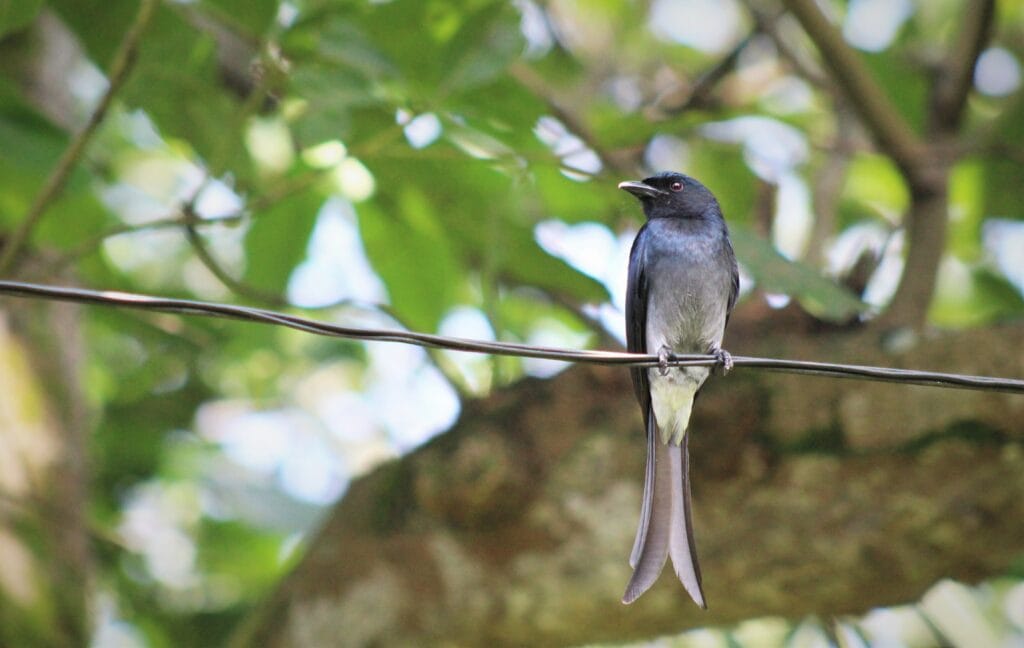 Drongo on a wire