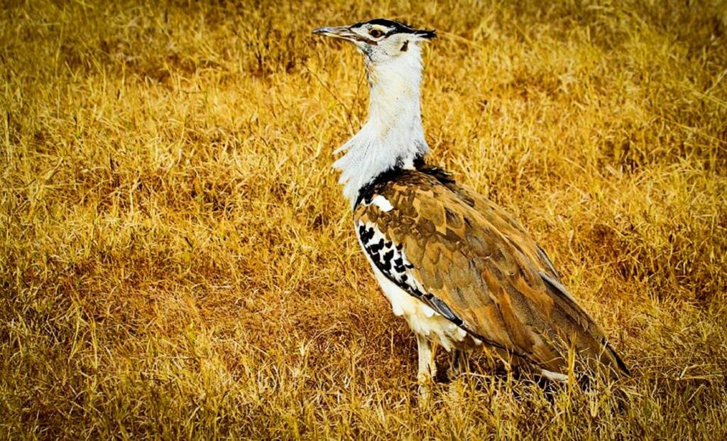 Bustard in Desert