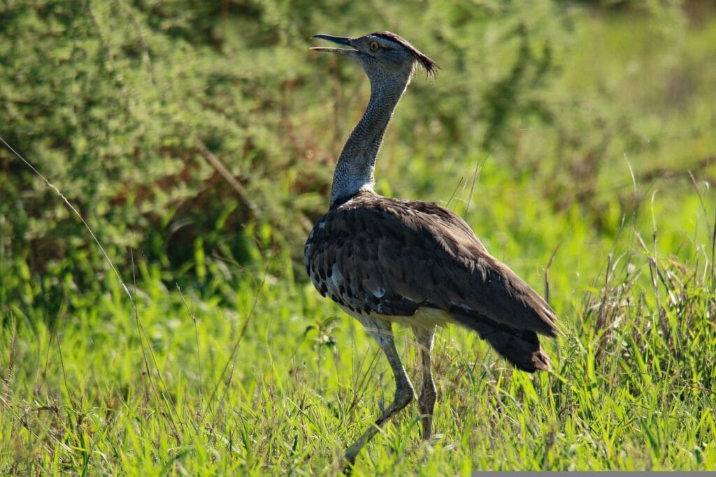 Kori Bustard in Field