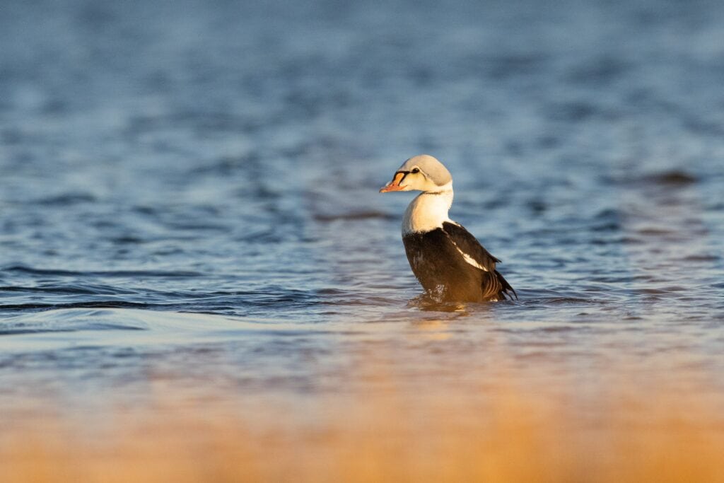 Eider Upright in Water