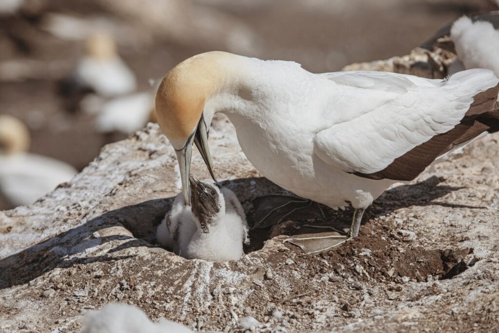 Gannet with Chick