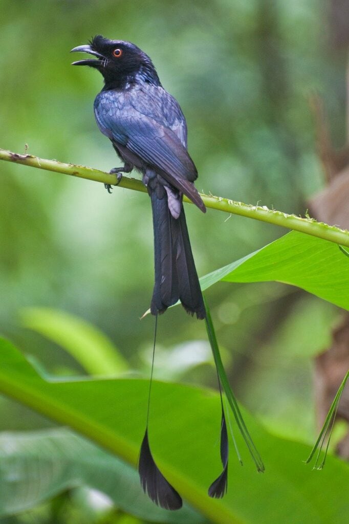 Racket-tailed Drongo