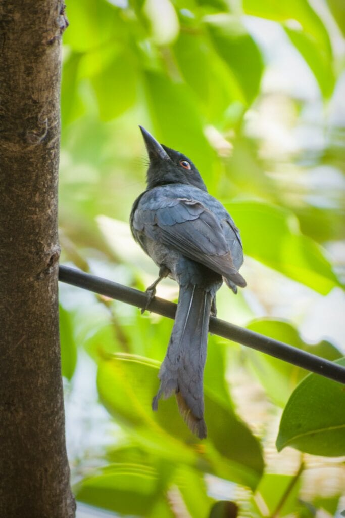 Close up Drongo