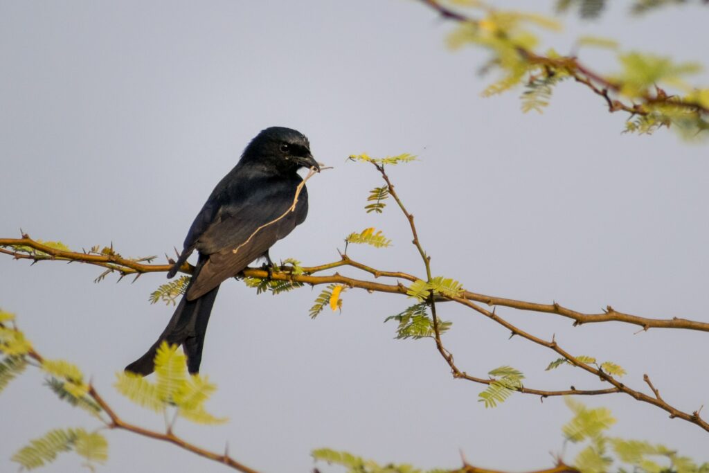 Drongo with nest material