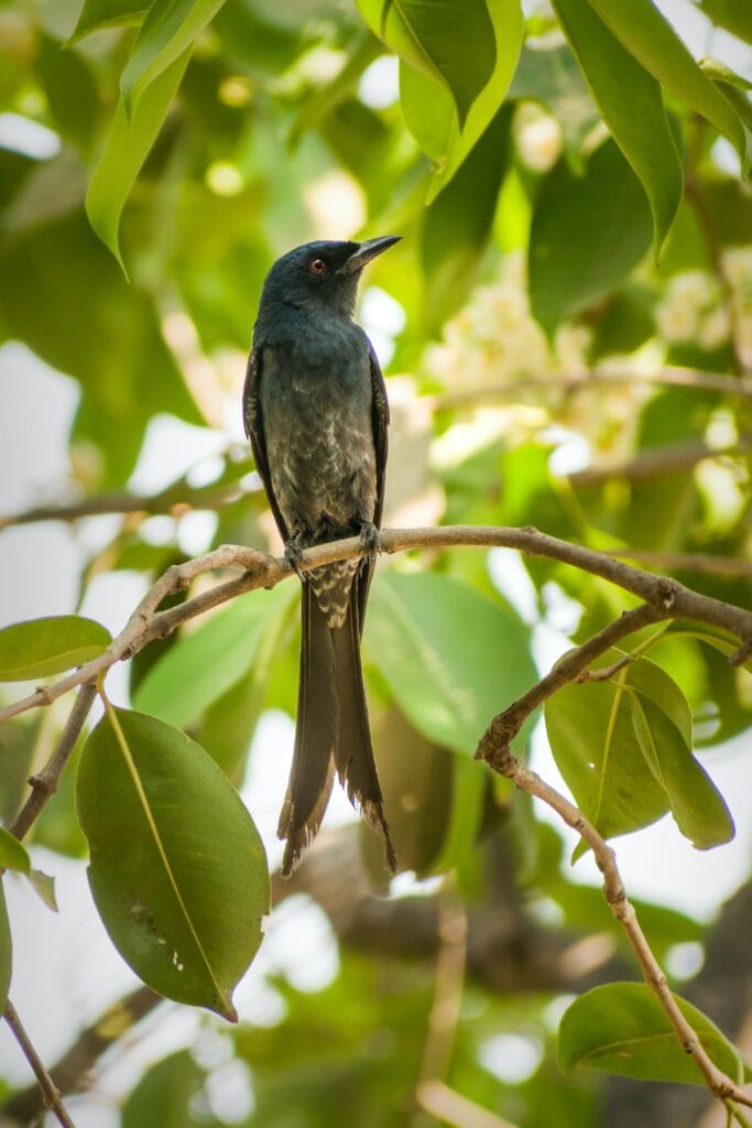 Drongo in Tree