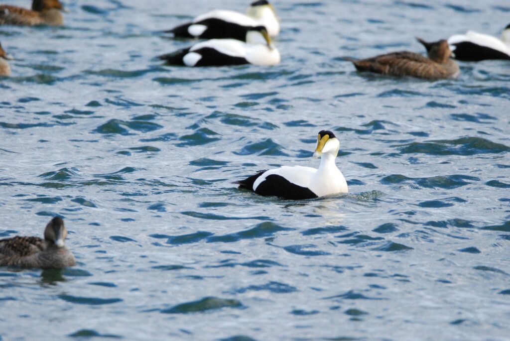 Floating Eider Flock