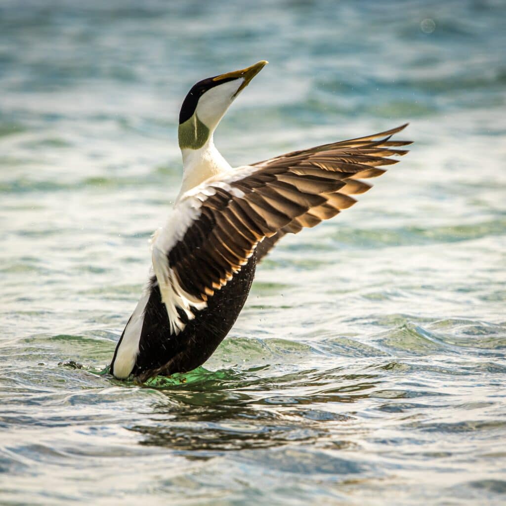 Eider Flapping Wings