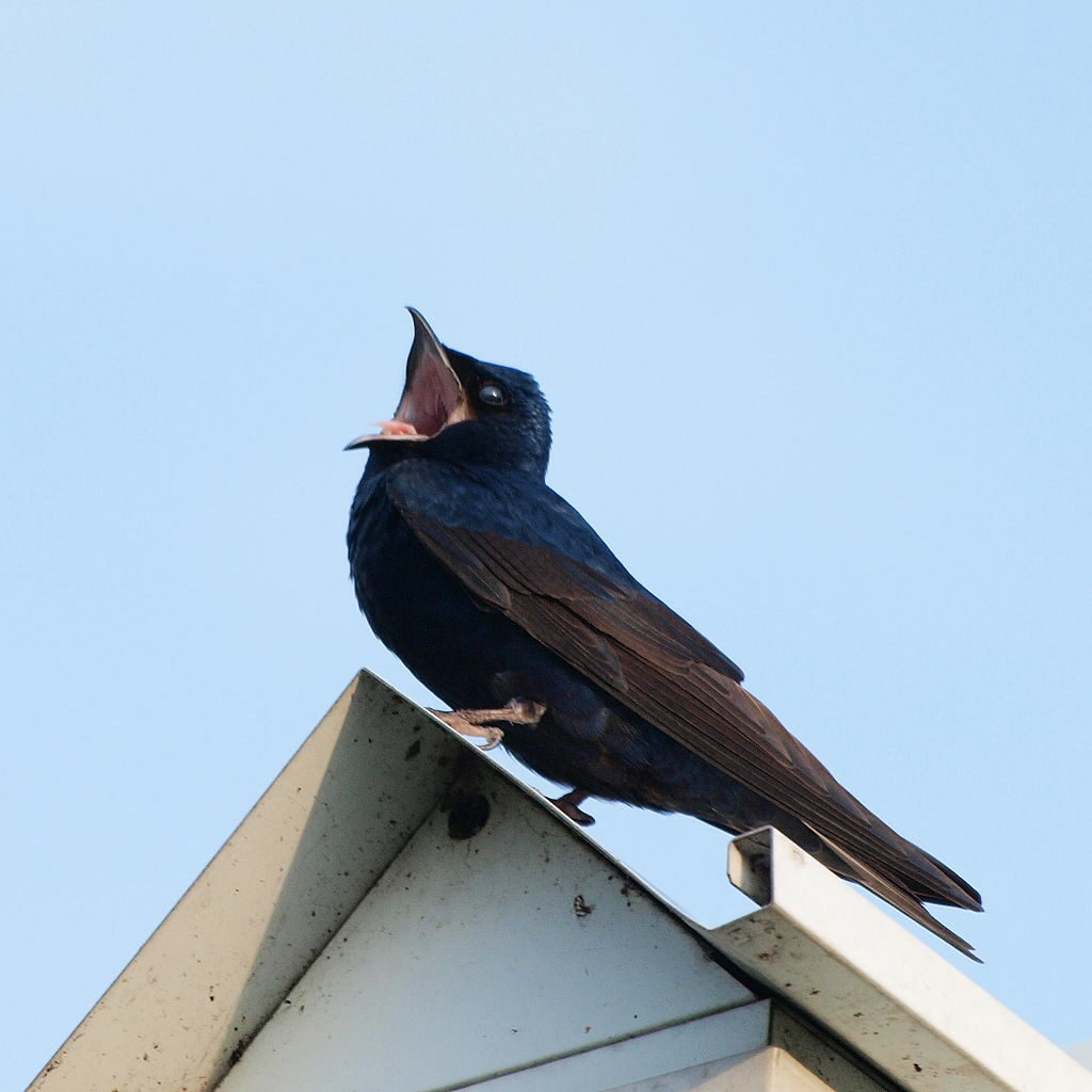 Singing Purple Martin