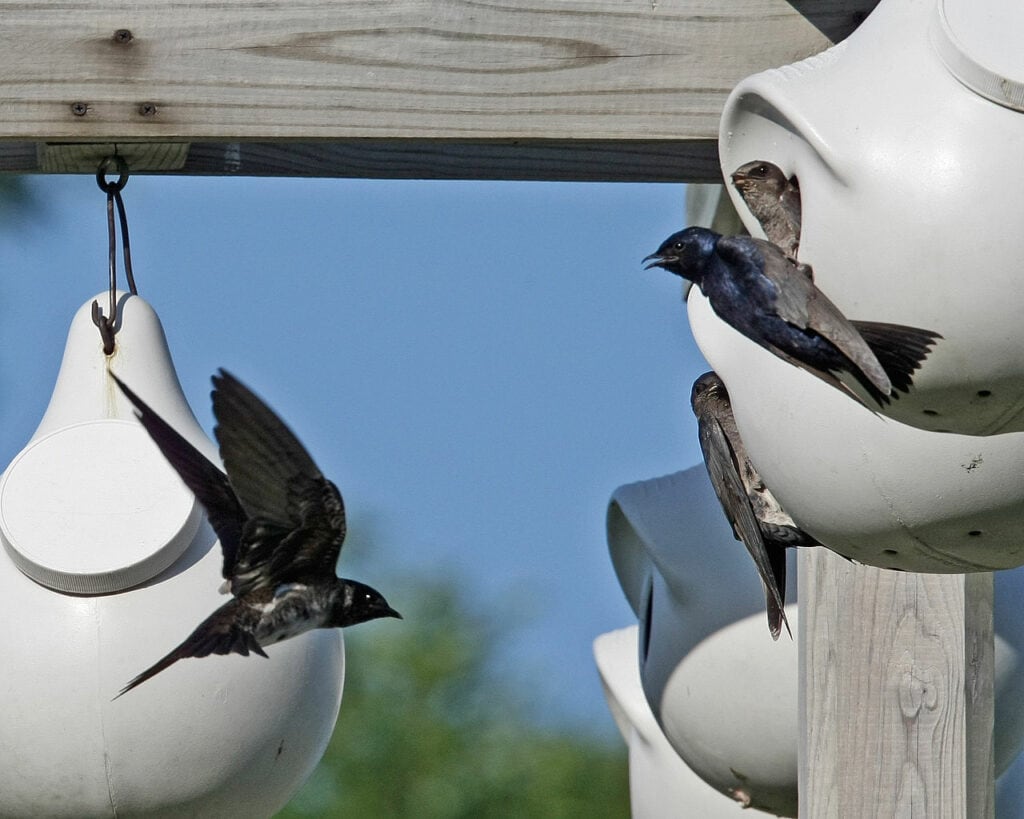 Purple Martins with gourd-shaped houses