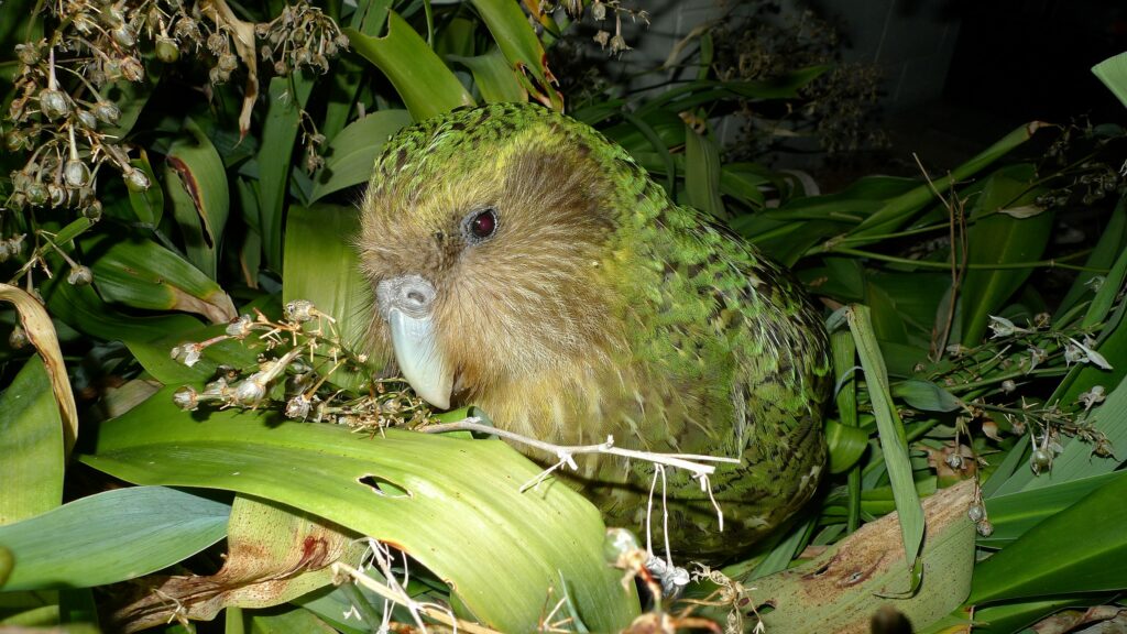 Kakapo. Maud Island, New Zealand.