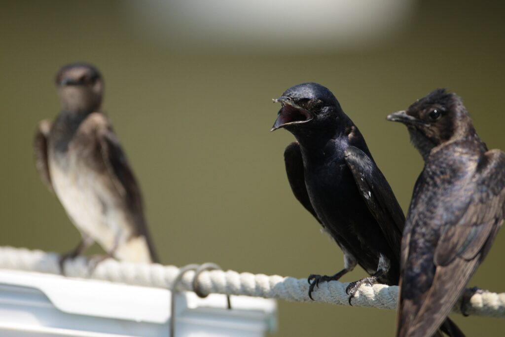 Purple Martins perched on a rope