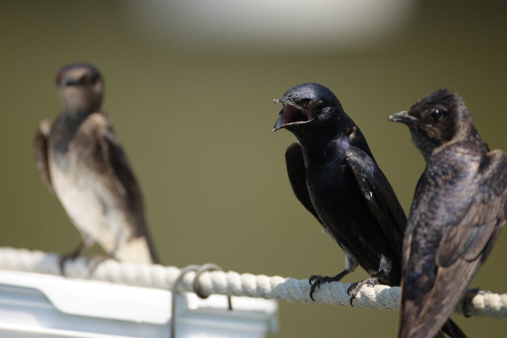 Martin Symbolism & Meaning (+Totem, Spirit, & Omens) World Birds