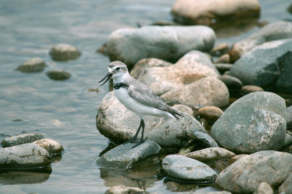 Wrybill, Anarhynchus frontalis, New Zealand, December 2010