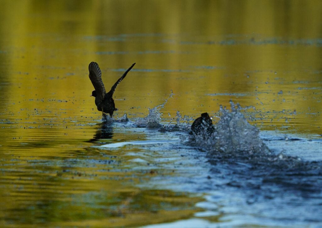 Coot Taking Off