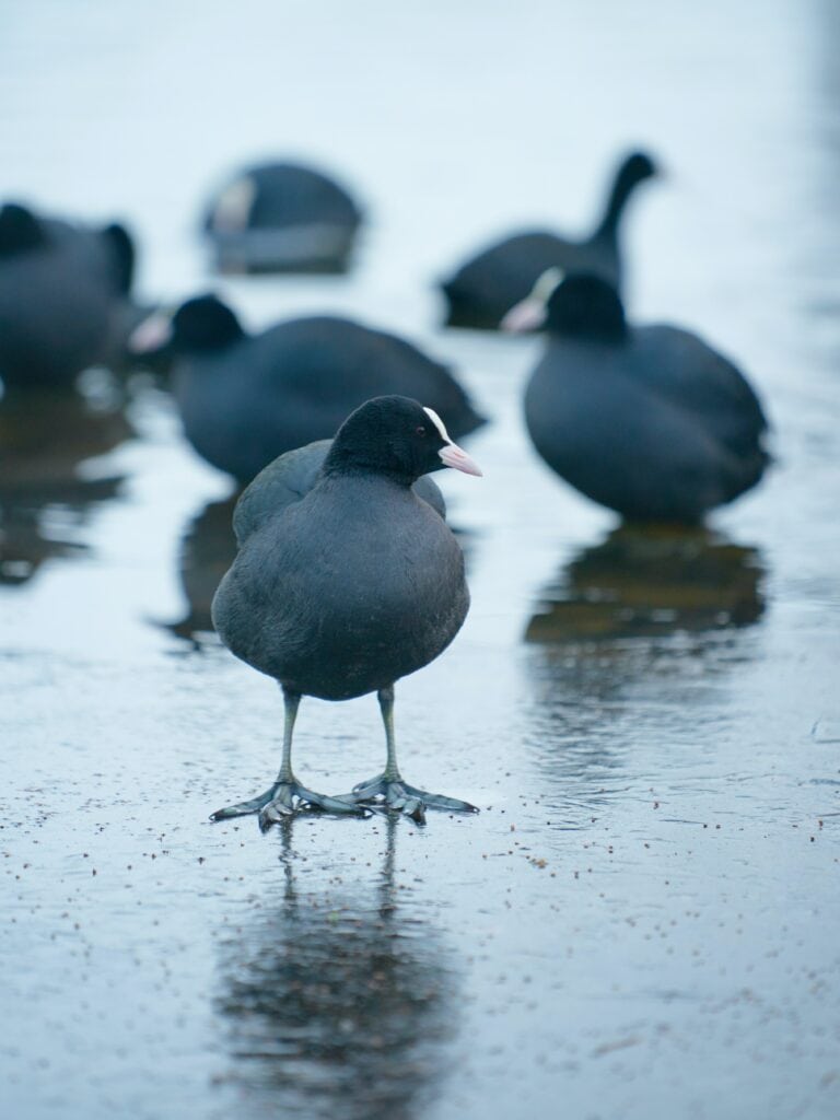 Coot Flock