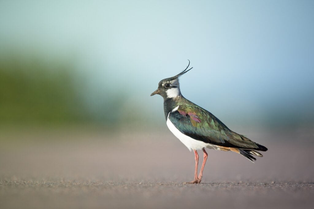 Iridescent Feathers on Northern Lapwing