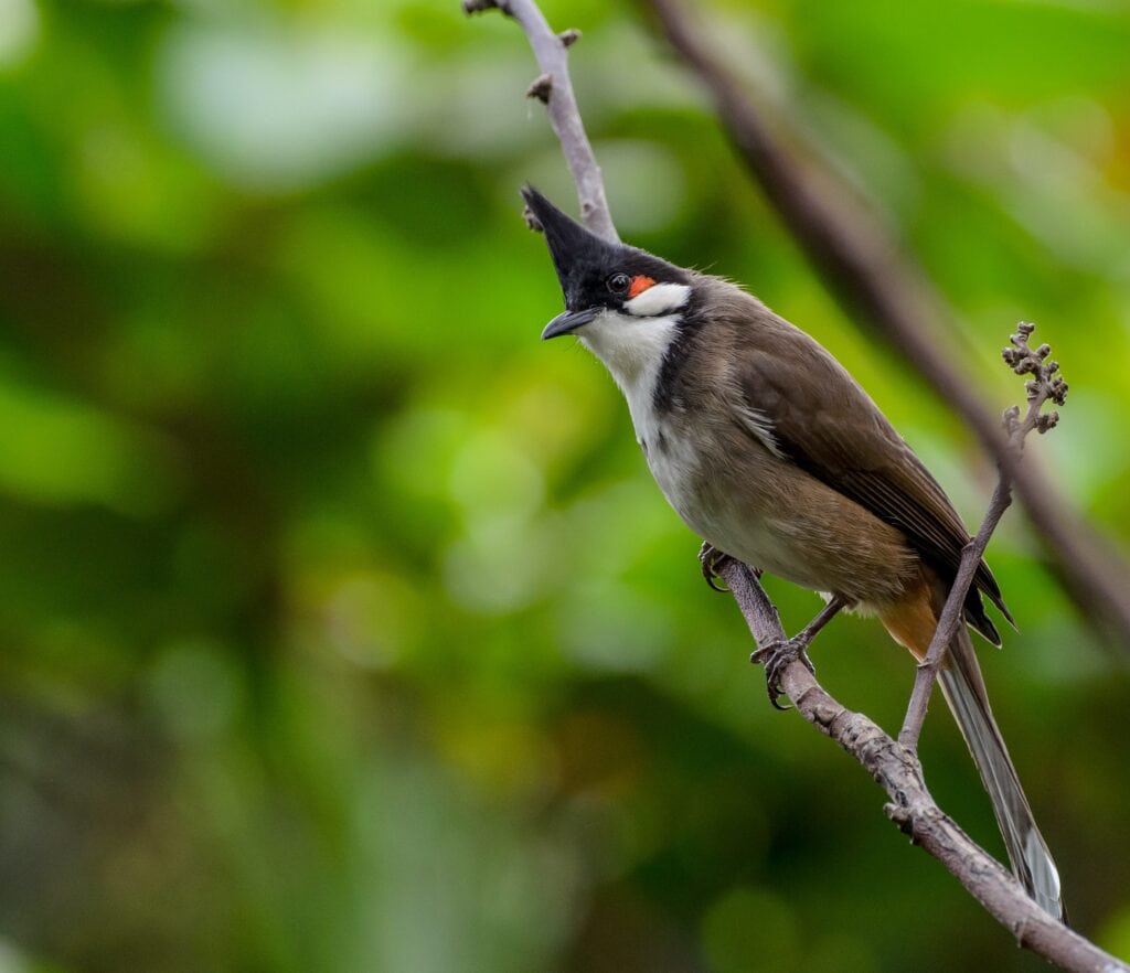 Red-whiskered Bulbul on Branch
