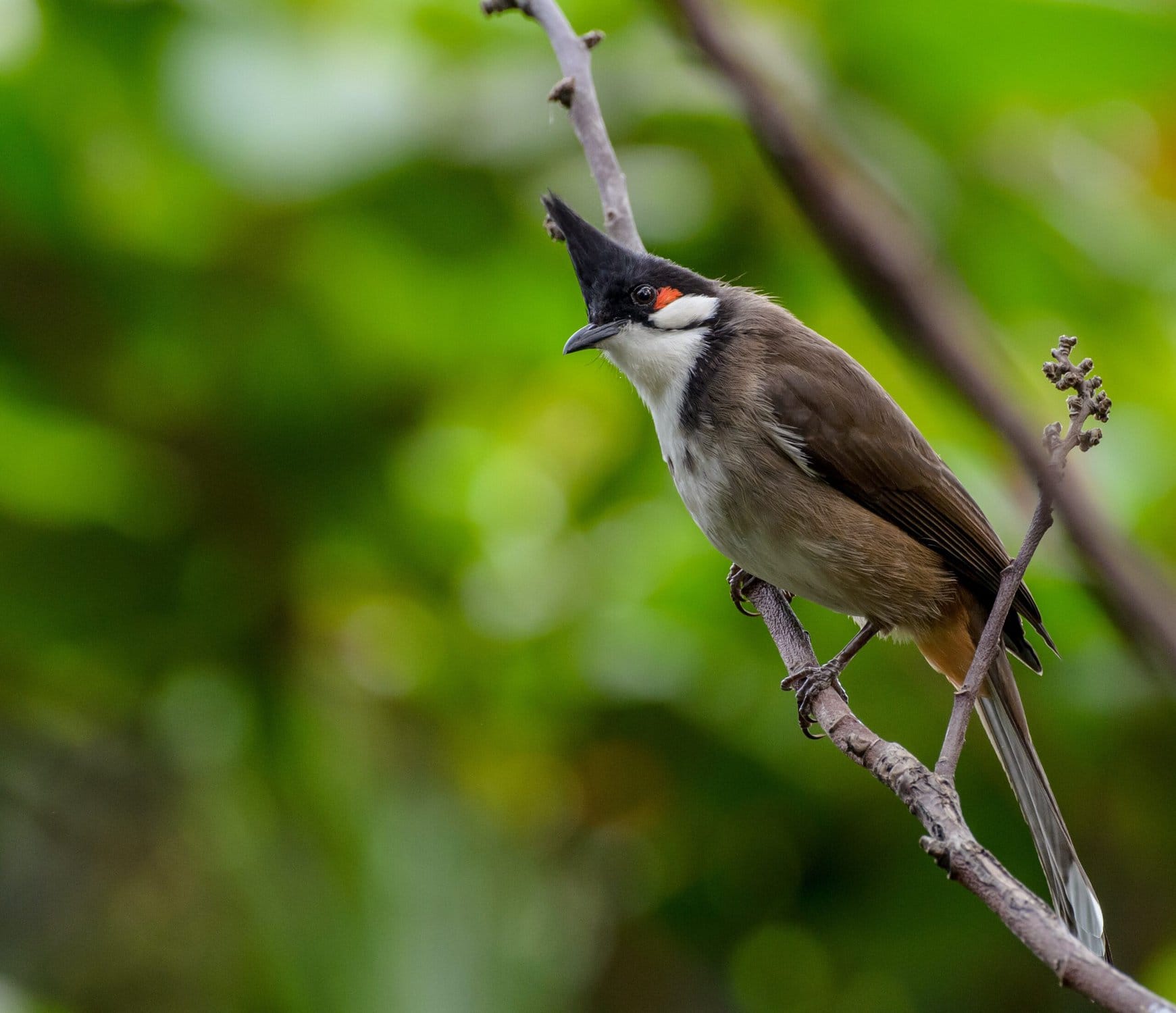 Bulbul Symbolism & Which means (+Totem, Spirit & Omens)
