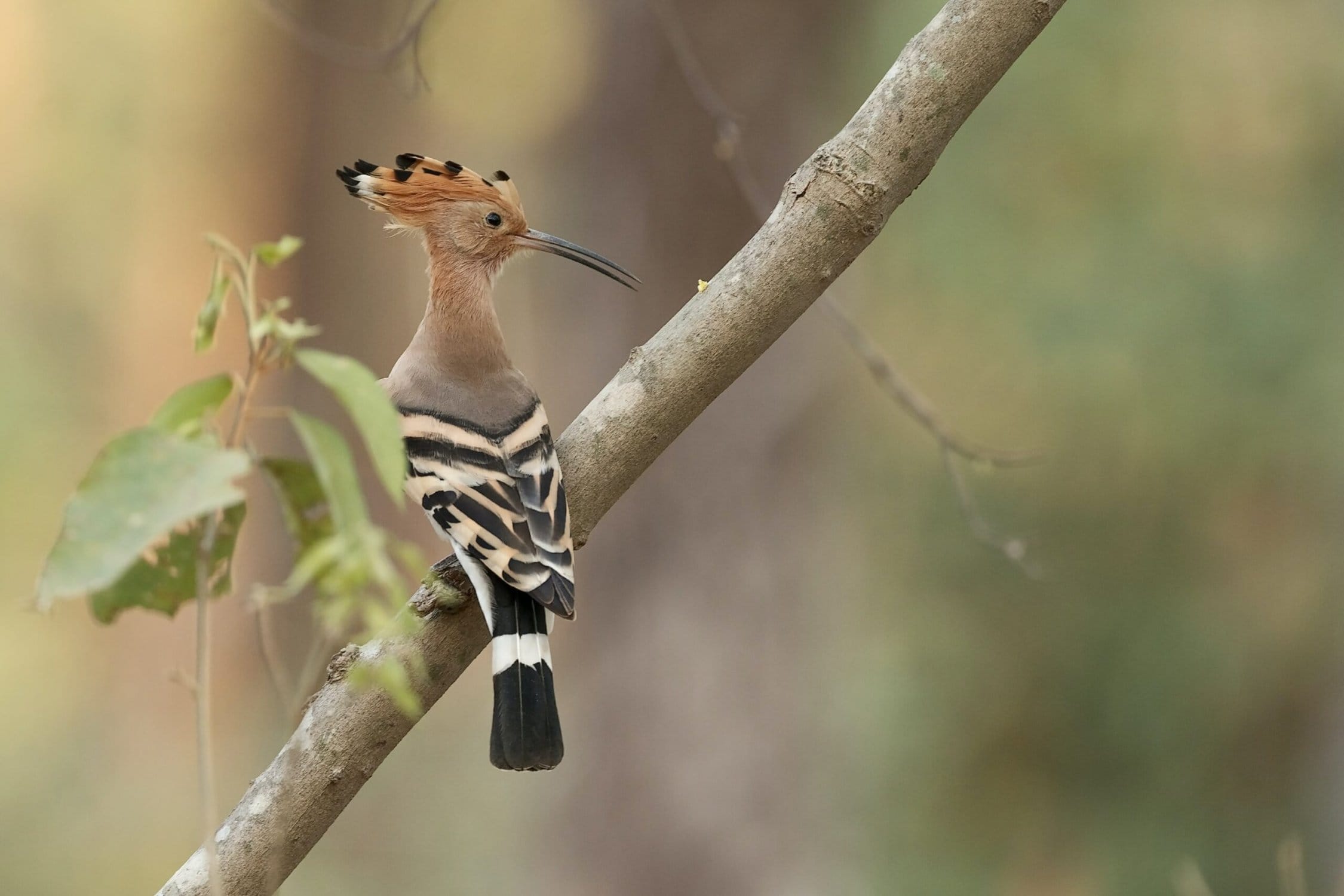 Hoopoe Symbolism & Which means (+Totem, Spirit & Omens)