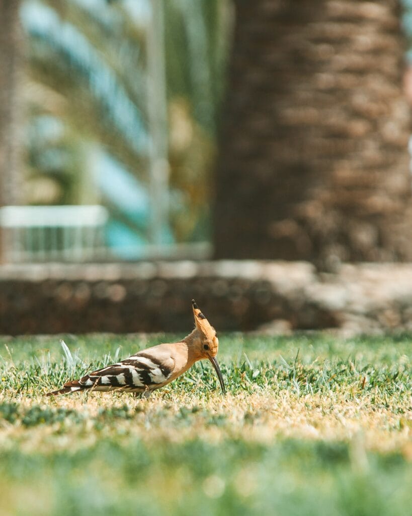 Hoopoe on Grass Foraging