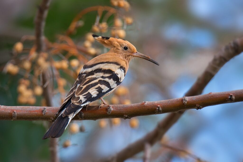 Hoopoe on Branch