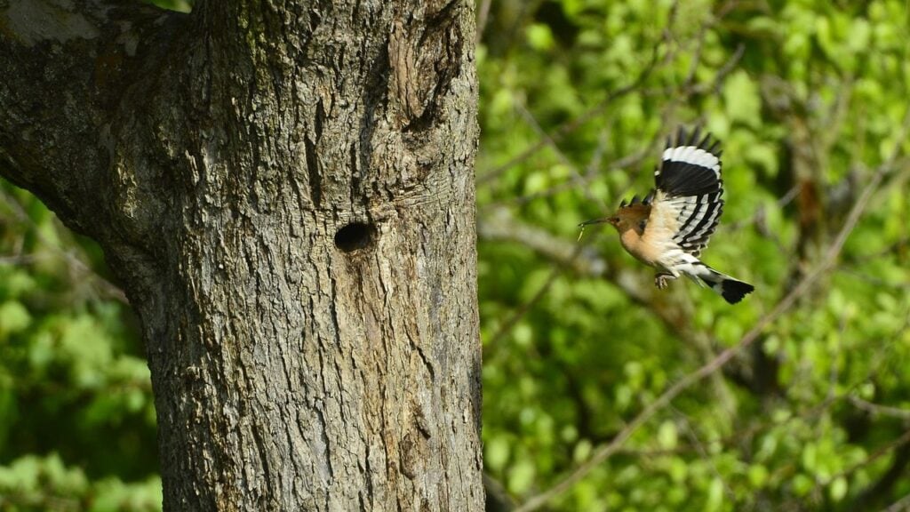 Hoopoe Returning to Nest