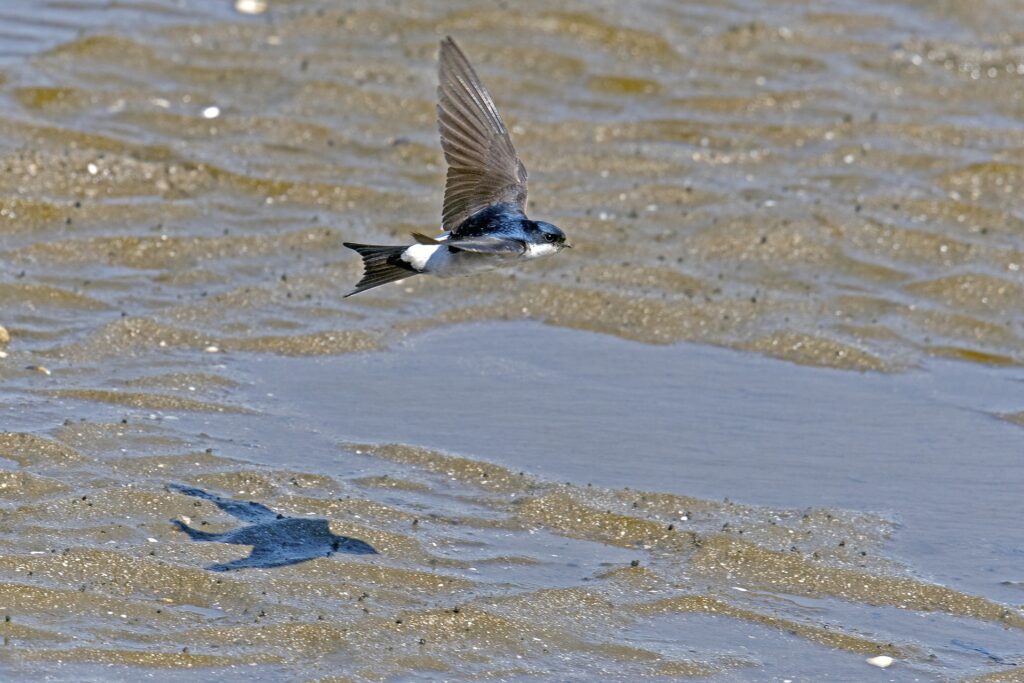 House Martin