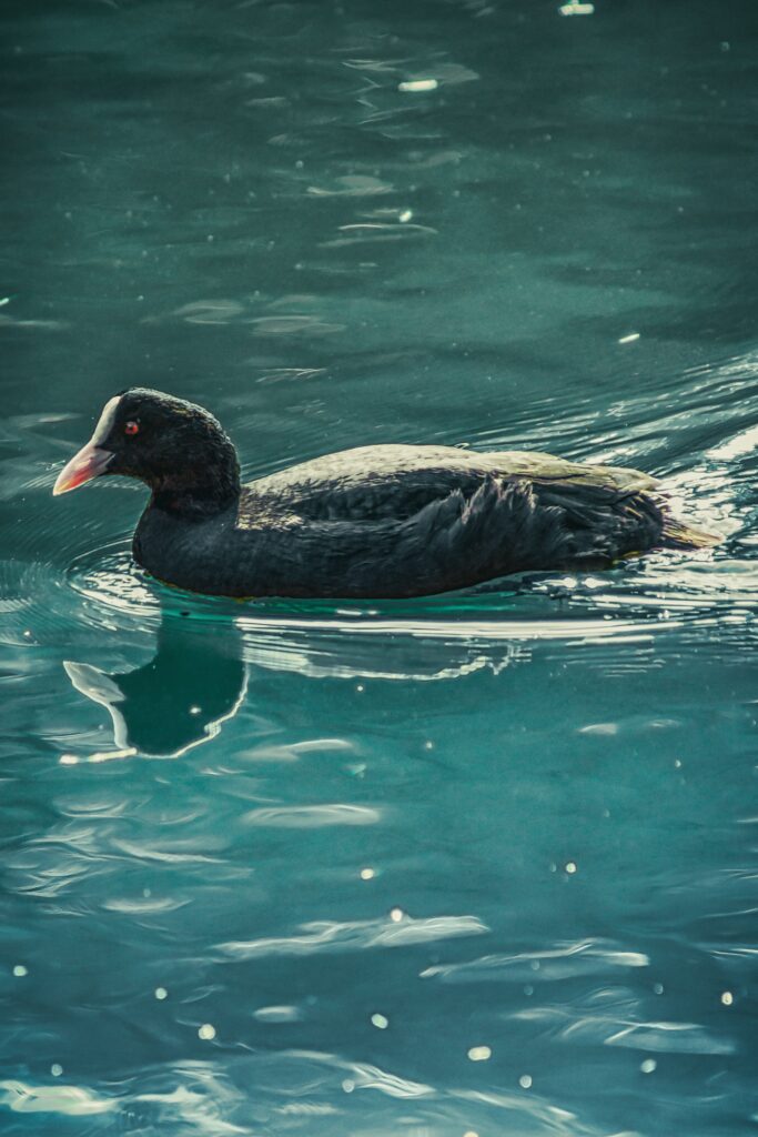 American Coot