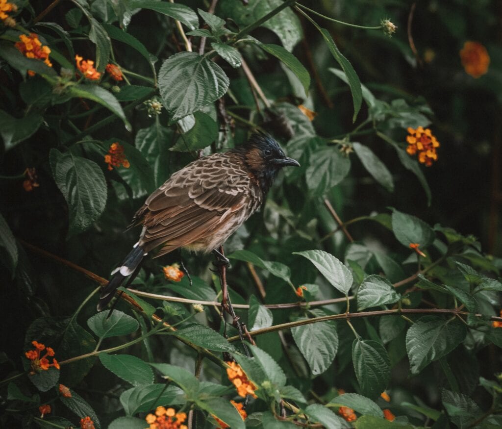 Bulbul in Tree