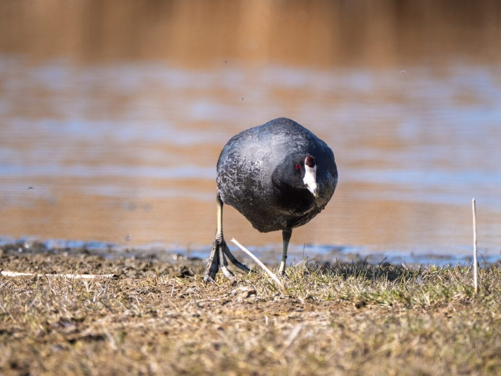 Coot Feet