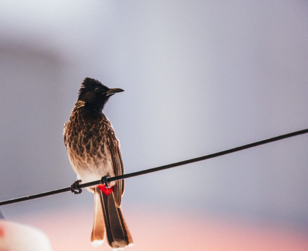 Red-vented Bulbul