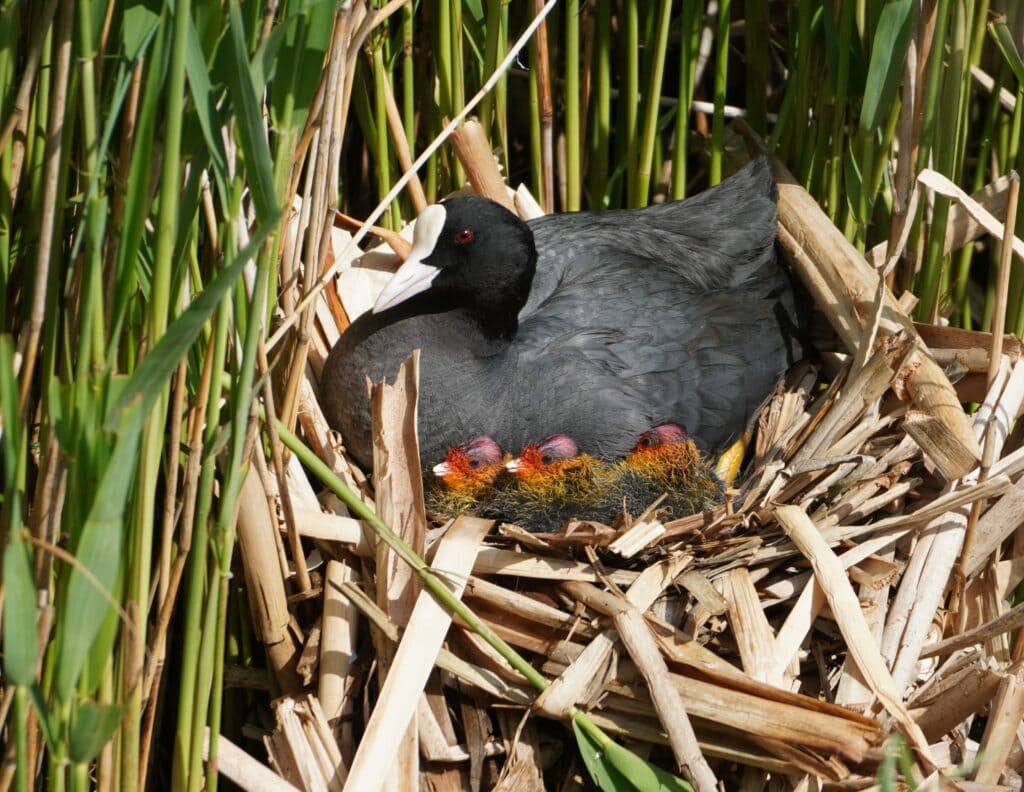 Coot Nest