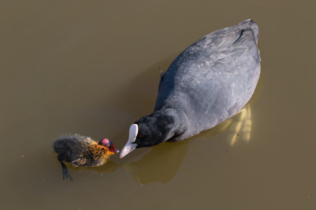 Coot with Chick