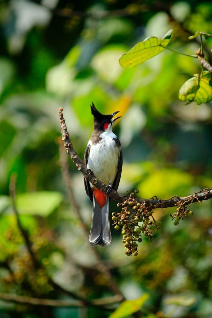 Red-whiskered Bulbul