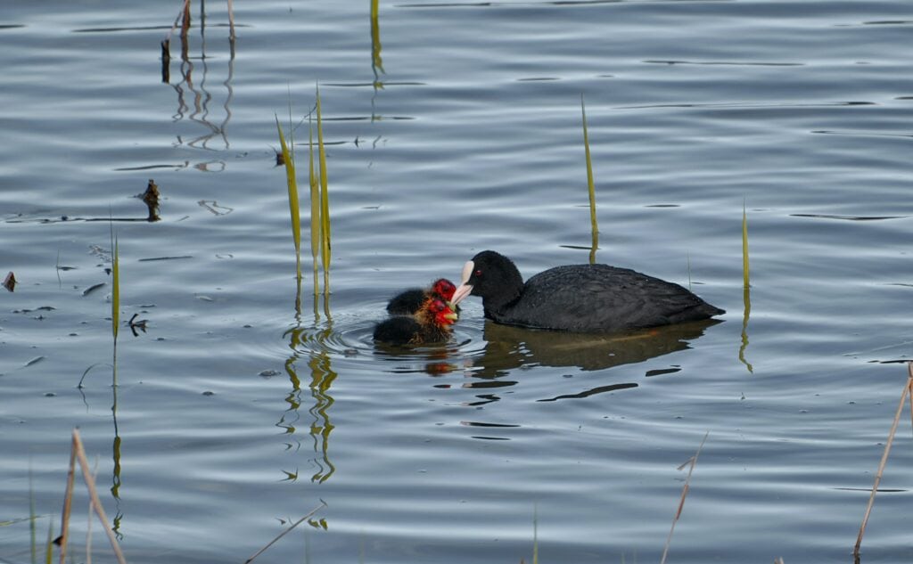 Coot with Chicks