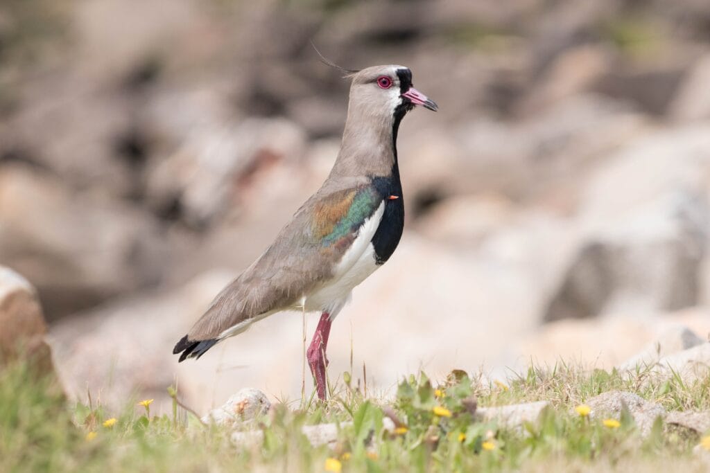 Lapwing Standing Tall