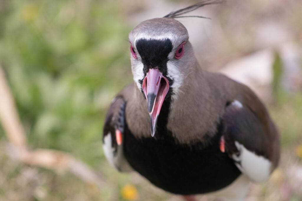 Close Up of Lapwing