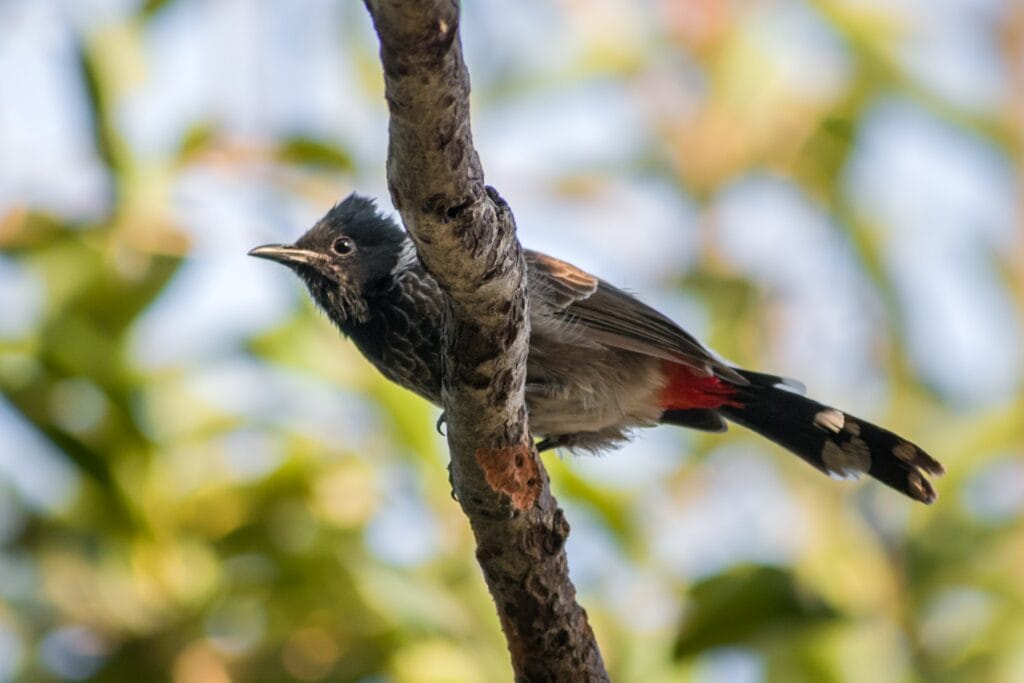 Red-vented Bulbul from Below