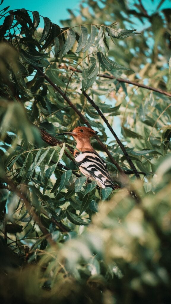 Hoopoe Hiding on Branch