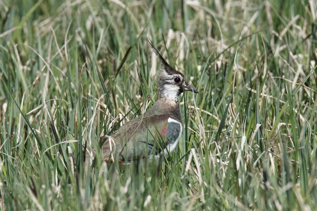 Northern Lapwing in Grass