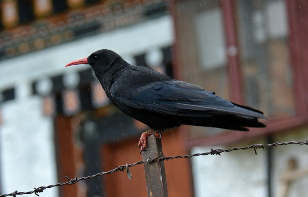 Chough on Fence