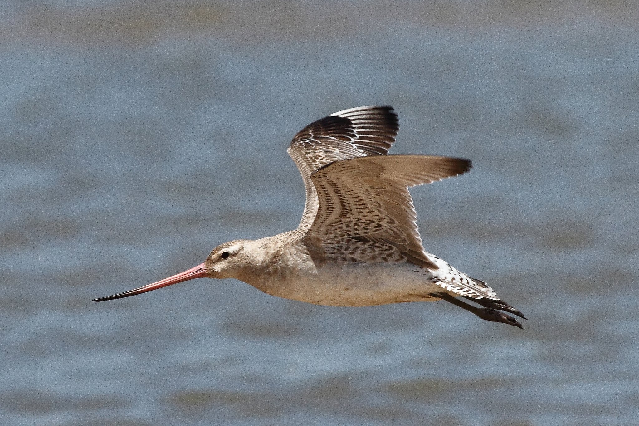 Younger Godwit Units New Report For Longest Non-Cease Fowl Flight