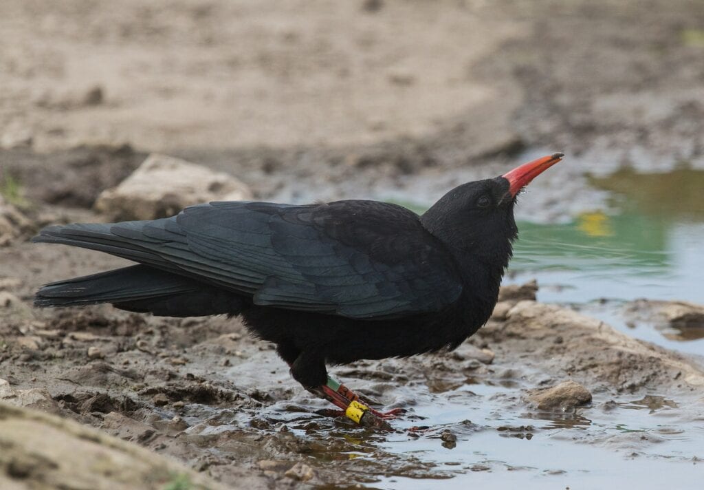 Cornish Chough in Mud